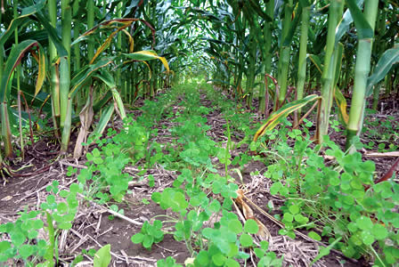 cover crops